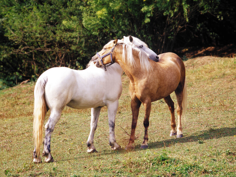 Two Horses in Field — White, Calm
