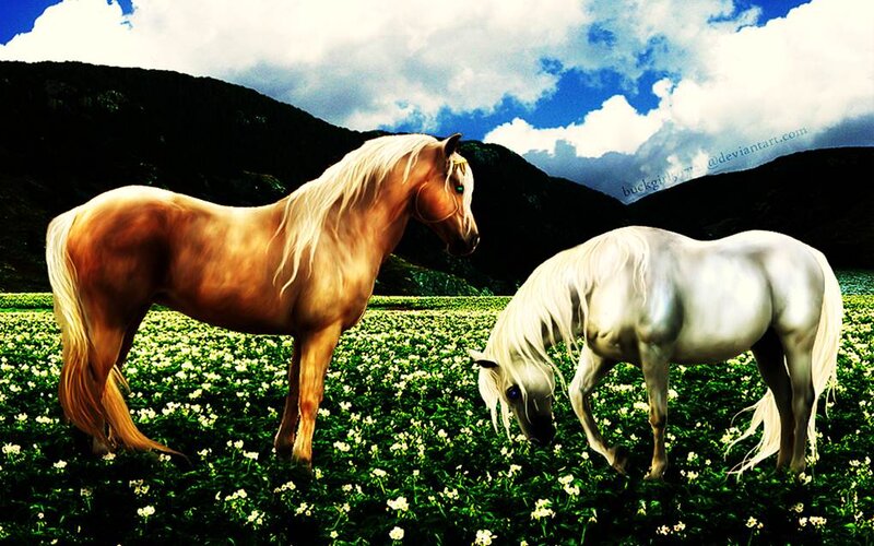 Two Horses in Field — White, Serene