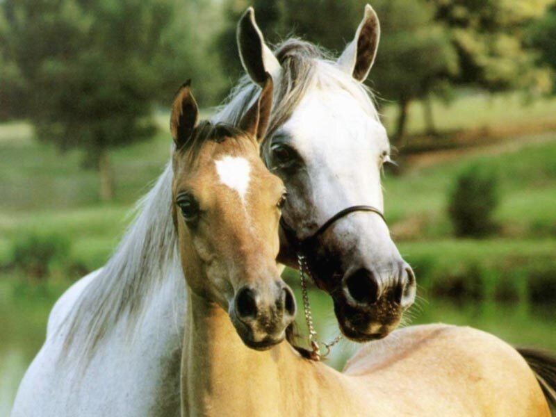 Two Horses in Field — White