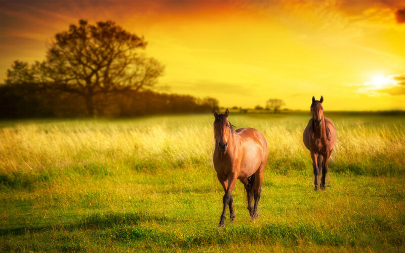 Two Horses in Field — Yellow, Serene, Sunset