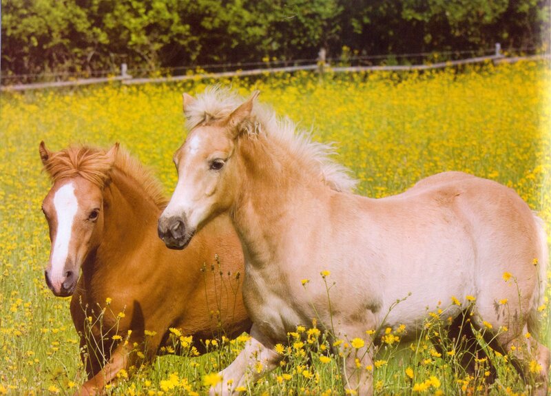 Two Horses in Field — Yellow, Serene