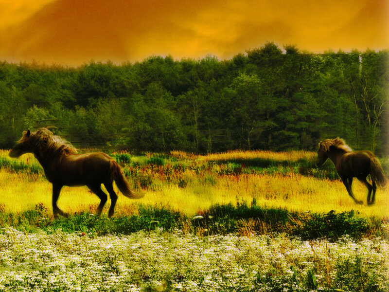 Two Horses in Field — Yellow