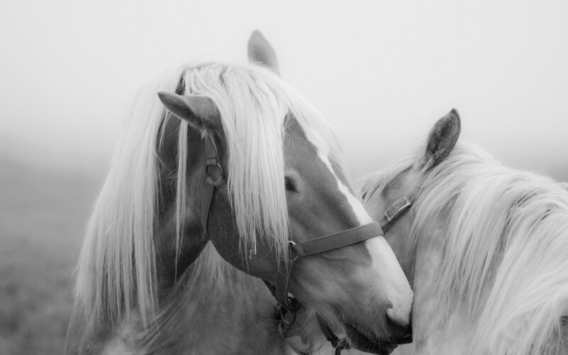 Two Horses in Fog — Black, Serene