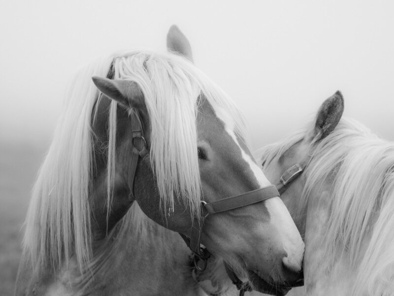 Two Horses in Fog — Black