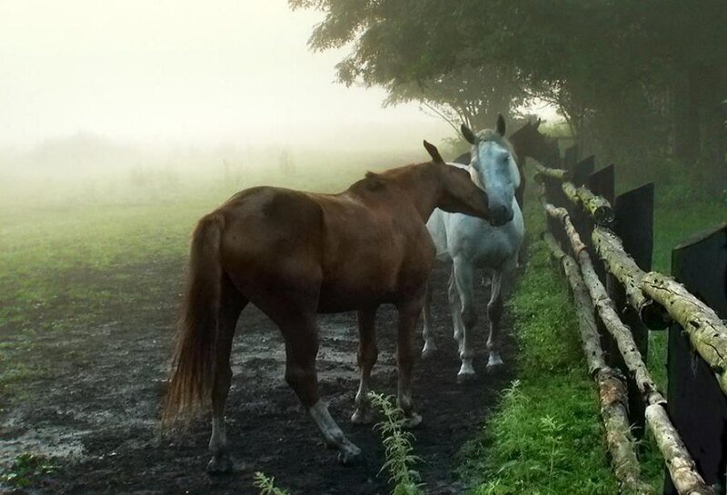 Two Horses in Fog