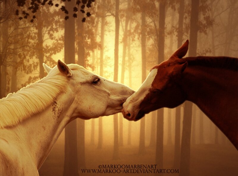 Two Horses in Forest — Brown