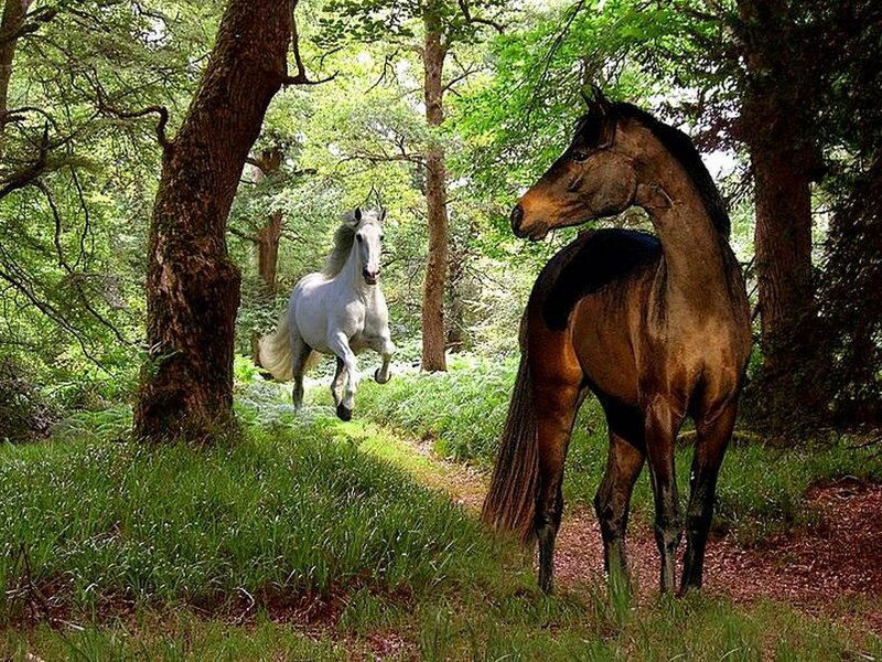 Two Horses in Forest — Green, Serene, Afternoon