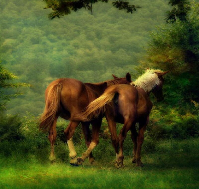 Two Horses in Forest — Green