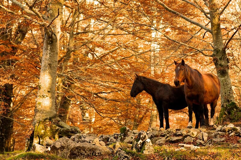 Two Horses in Forest — Orange