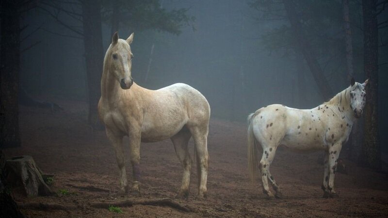Two Horses in Forest — White