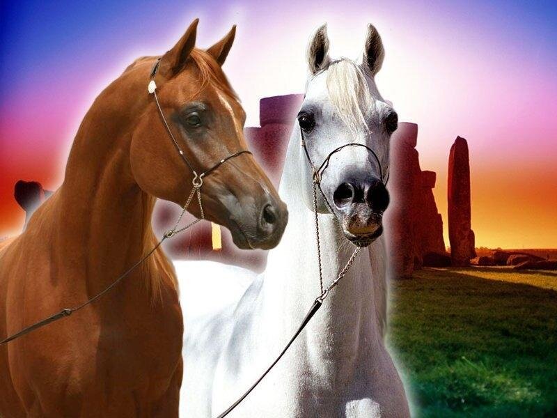 Two Horses in Front of Stones