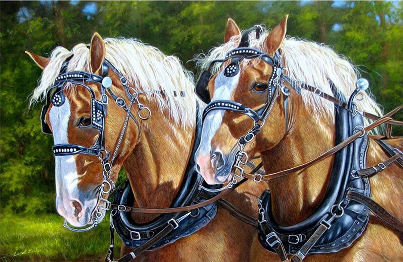 Two Horses in Harness — Brown, Calm, Afternoon