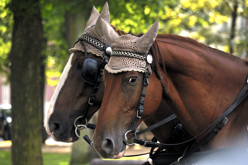 Two Horses in Harness — Brown, Calm