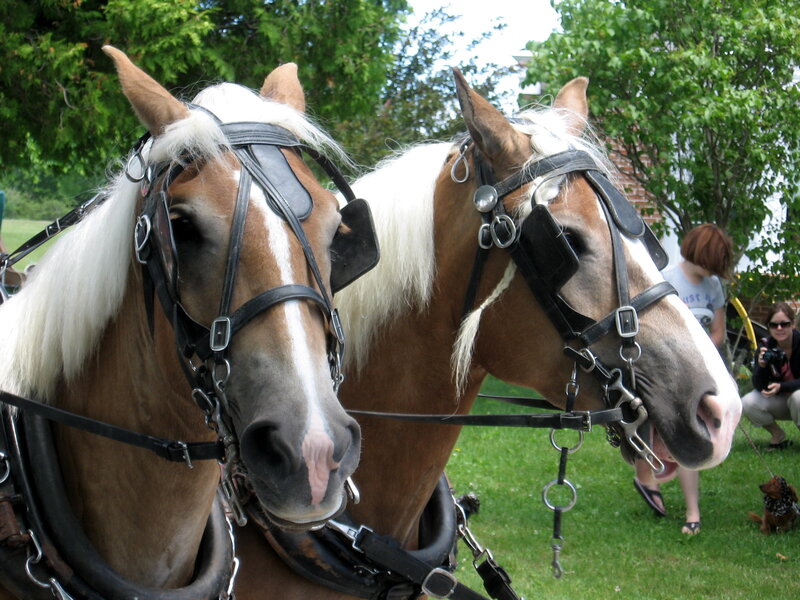 Two Horses in Harness — Brown