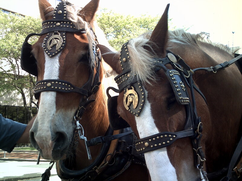 Two horses in harness