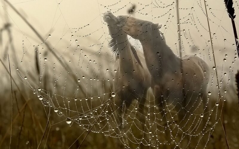 Two Horses in Mist — Brown