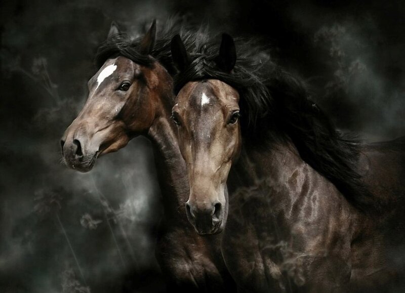 two horses in mist
