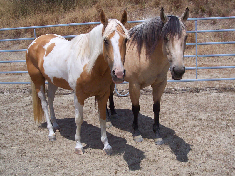Two Horses in Paddock