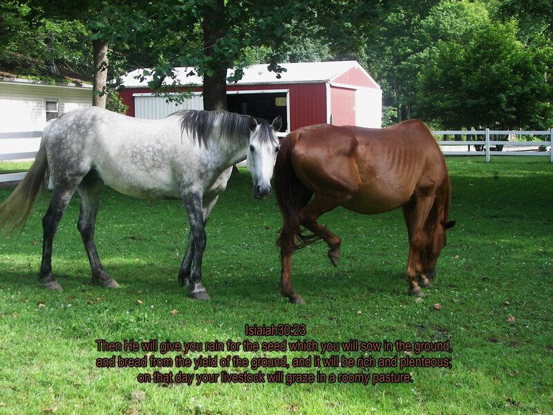 Two Horses in Pasture — Green