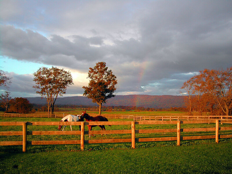 Two Horses in Pasture