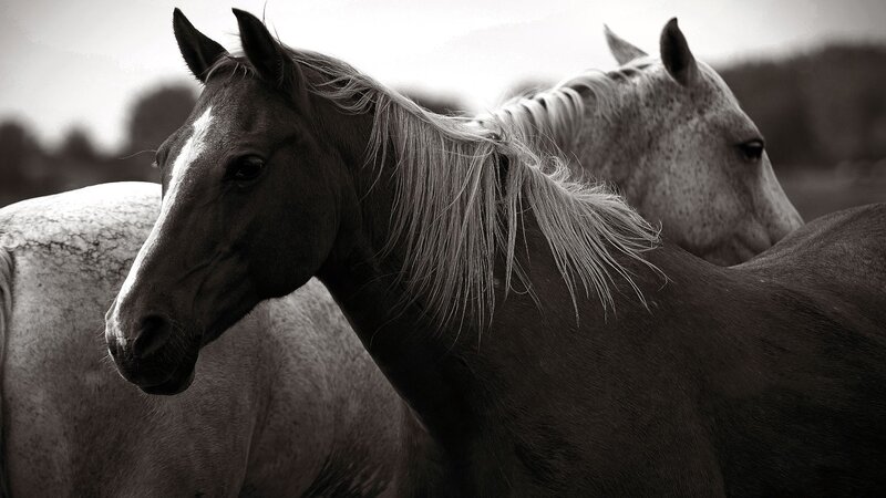 Two Horses in Profile