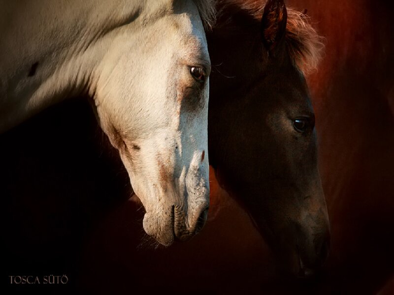 Two Horses in Profile — White