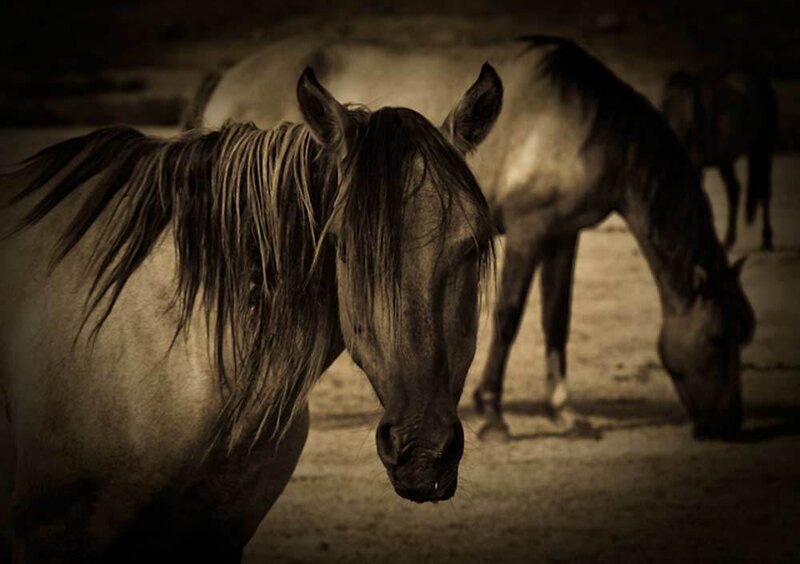 Two Horses in Sepia