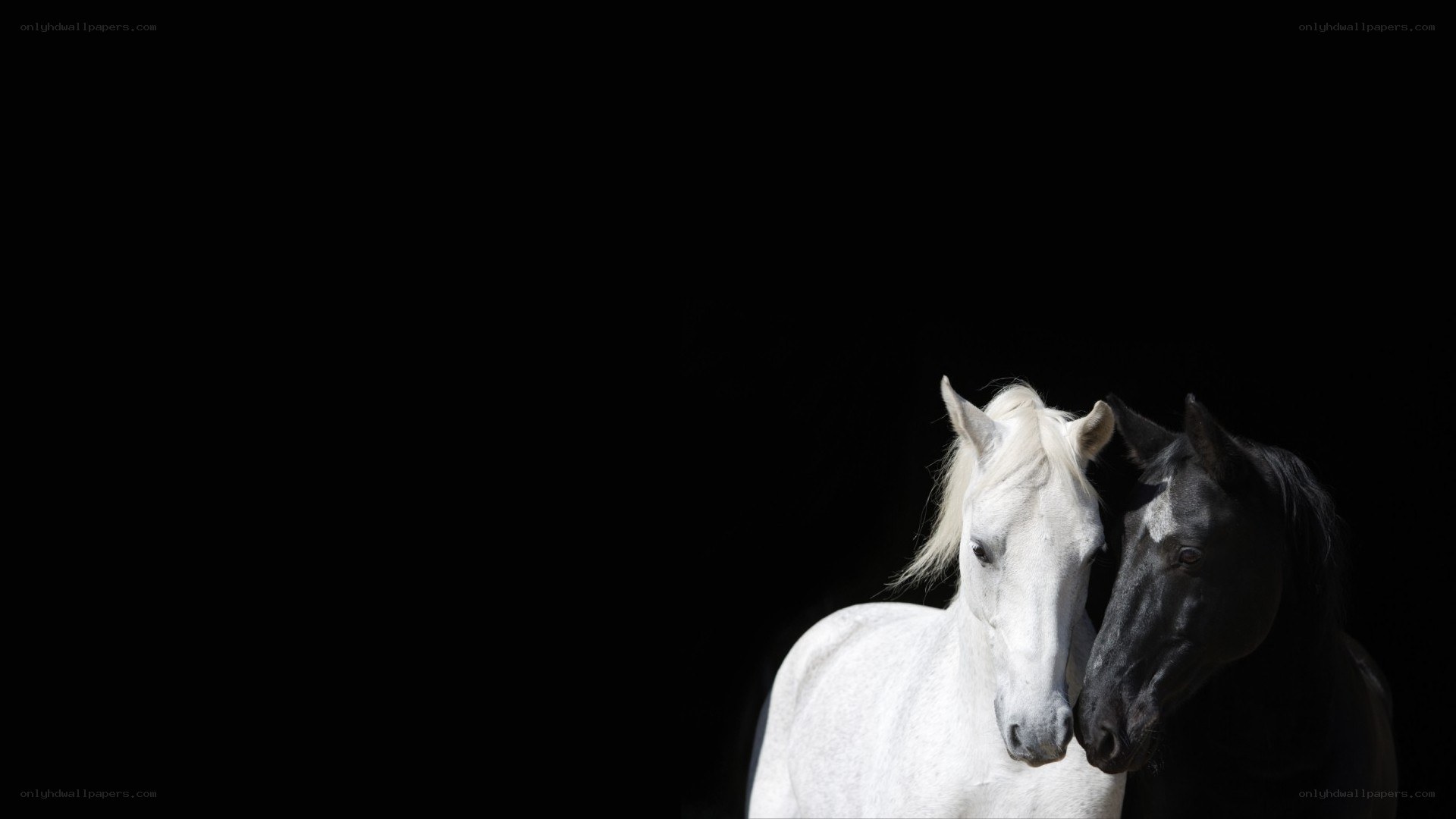 two horses in silhouette