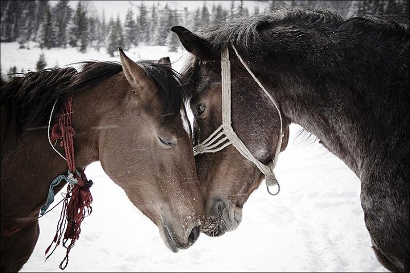 Two Horses in Snow — Brown, Calm