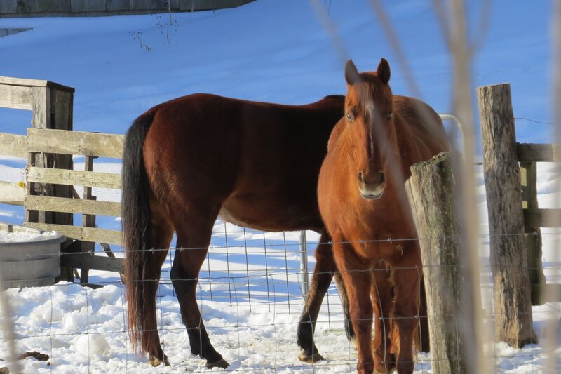 Two Horses in Snow — Brown, Calm, Winter, Photograph, Fence