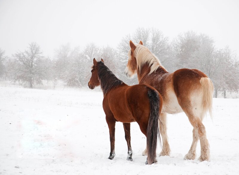 Two Horses in Snow — Brown, Calm, Winter, Photograph, Trees, Field