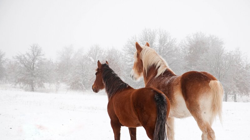 Two Horses in Snow — Brown, Calm, Winter, Photograph, Trees