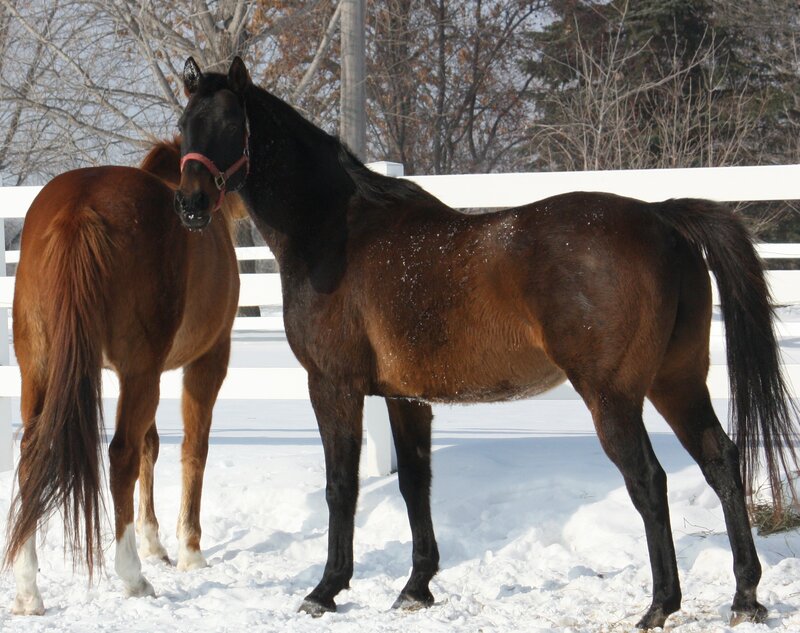 Two Horses in Snow — Brown, Calm, Winter