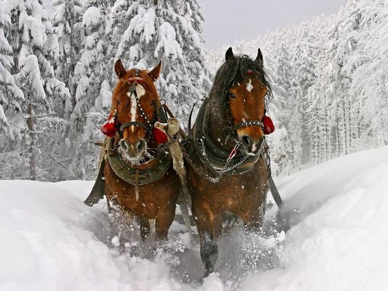 Two Horses in Snow — Brown, Cold, Winter