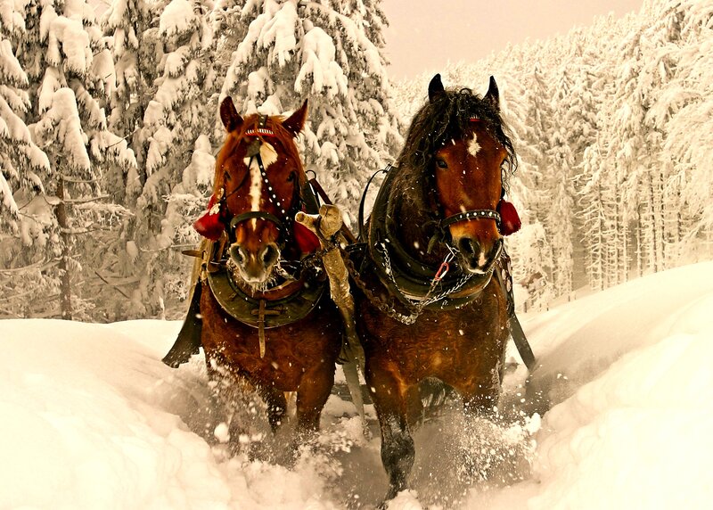 Two Horses in Snow — Brown, Dynamic, Winter