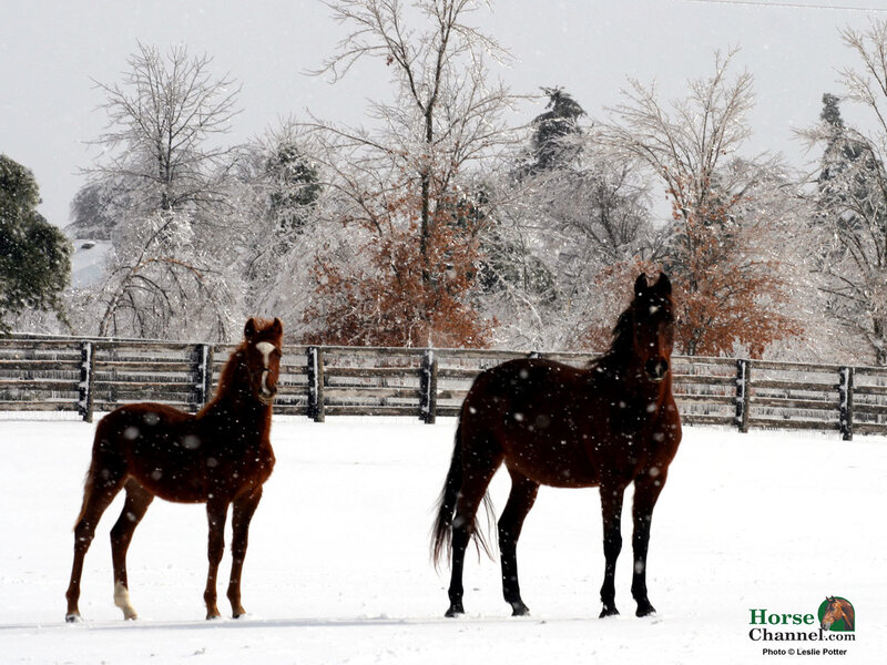Two Horses in Snow — Brown