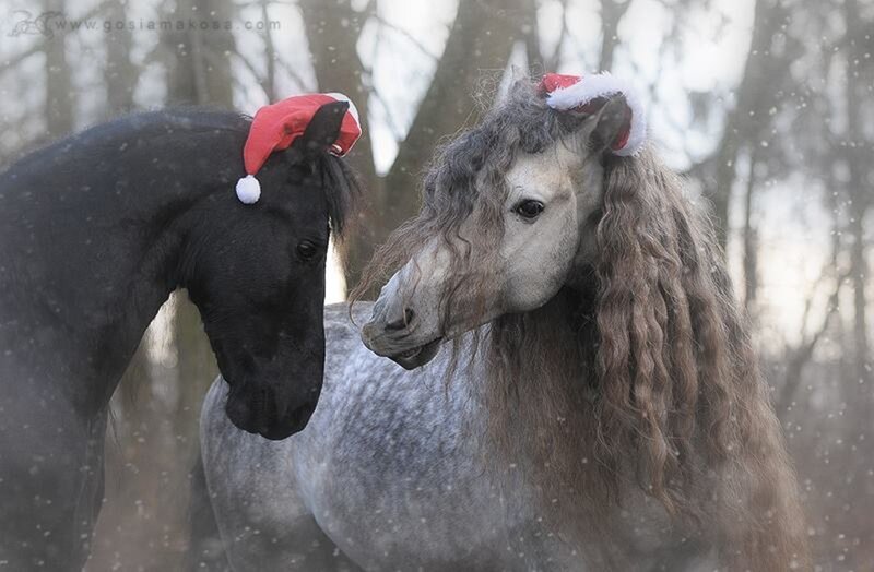 Two Horses in Snow — Gray