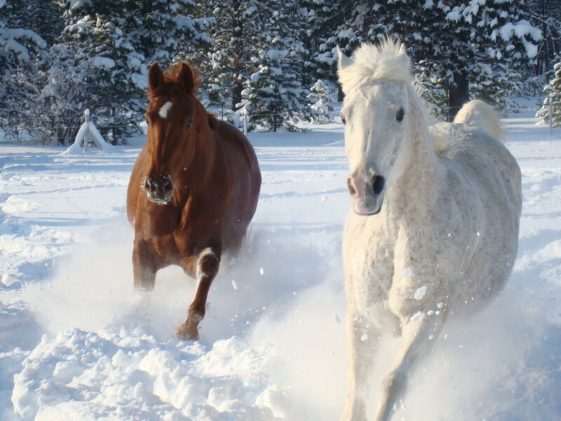 Two Horses in Snow — White, Active
