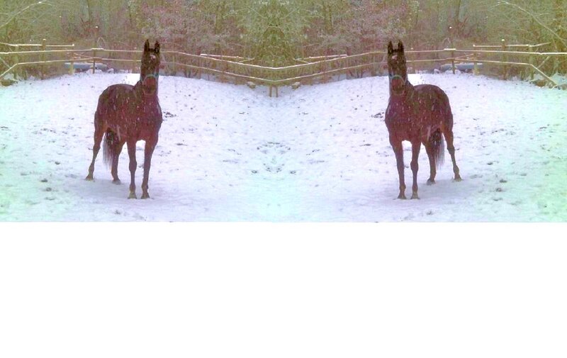 Two Horses in Snow — White, Calm