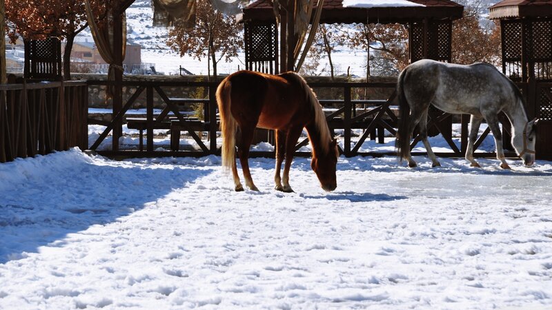 Two Horses in Snow — White, Calm, Winter