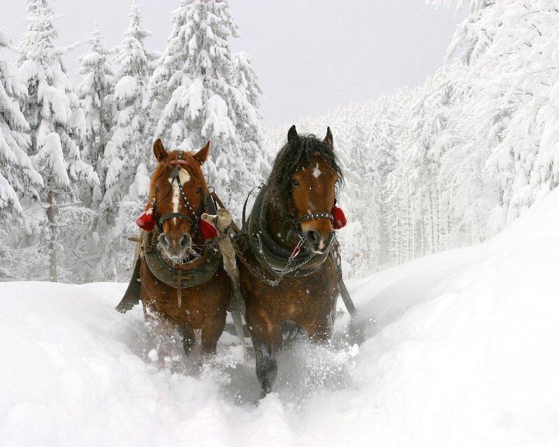 Two Horses in Snow — White, Cold