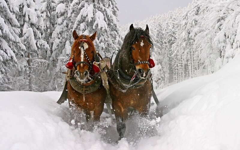 Two Horses in Snow — White, Cold, Winter