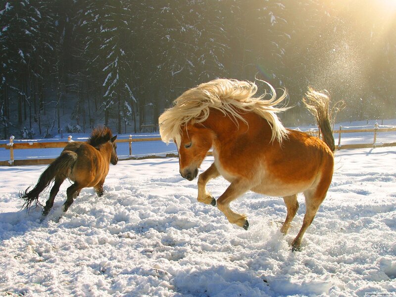 Two Horses in Snow — White, Dynamic
