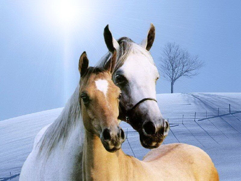 Two Horses in Snow — White, Serene