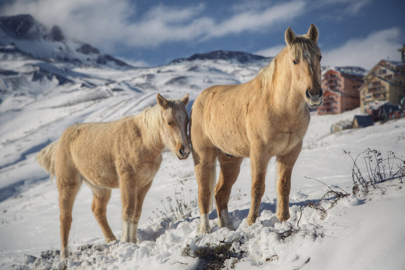 Two Horses in Snow — White, Serene, Winter, Photograph