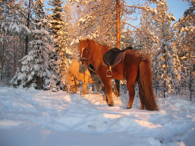 Two Horses in Snow — White, Serene, Winter, Photograph, Trees