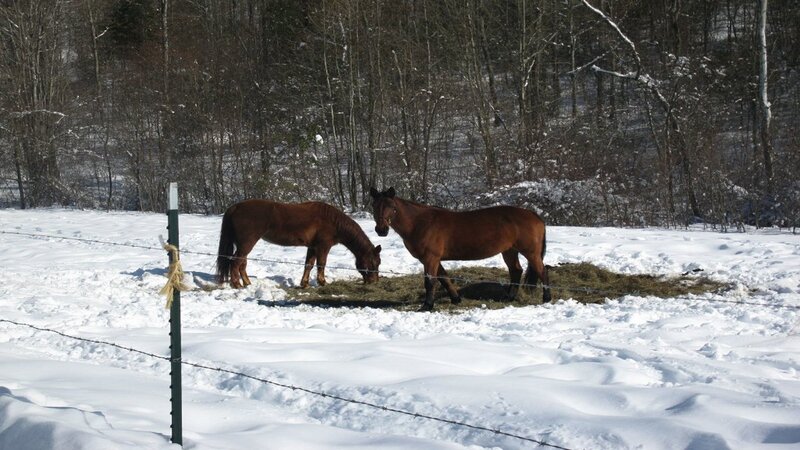 Two Horses in Snow — White