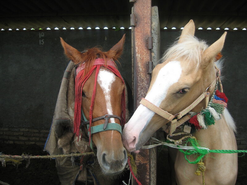 Two Horses in Stable — Brown, Calm