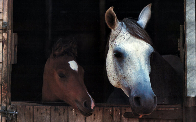Two Horses in Stable — Brown