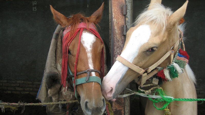 Two Horses in Stable